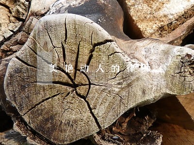 美艳动人的律师 美艳动人的律师