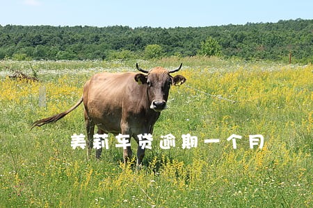美莉车贷逾期一个月 美莉车贷逾期一个月