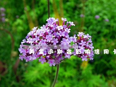 美金逾期会影响信用卡吗 美金逾期会影响信用卡吗