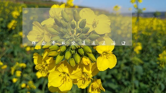 群众举报交通违法海口 群众举报交通违法海口