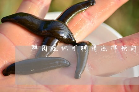 群团组织可聘请法律顾问 群团组织可聘请法律顾问