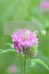 群打牌违法
