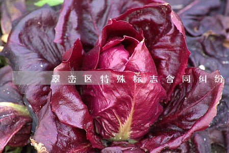 翠峦区特殊标志合同纠纷律师 翠峦区特殊标志合同纠纷律师