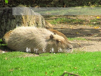翻印书违法么 翻印书违法么