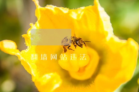 翻墙网站违法