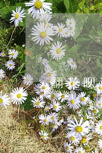 翻花呗逾期一个月