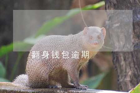 翻身钱包逾期