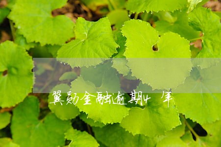翼勋金融逾期4年 翼勋金融逾期4年