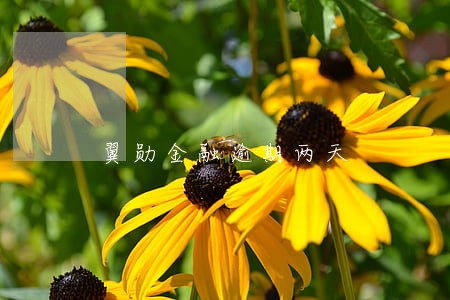 翼勋金融逾期两天 翼勋金融逾期两天