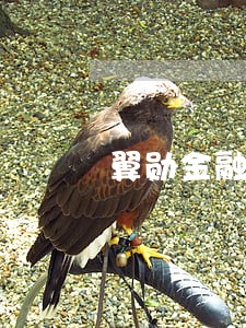翼勋金融逾期怎么处理 翼勋金融逾期怎么处理
