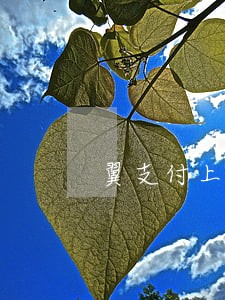翼支付上怎么查逾期 翼支付上怎么查逾期