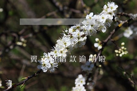 翼支付借款逾期啦 翼支付借款逾期啦