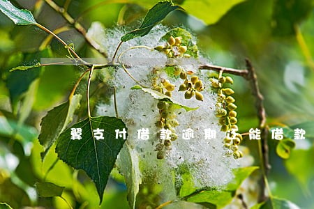 翼支付借款逾期还能借款那 翼支付借款逾期还能借款那