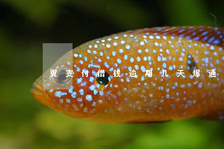翼支付借钱逾期几天爆通讯录 翼支付借钱逾期几天爆通讯录