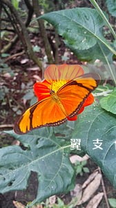 翼支付如何还逾期费用 翼支付如何还逾期费用