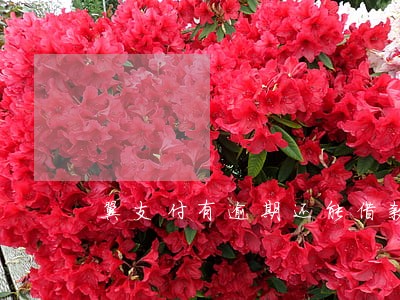 翼支付有逾期还能借款吗 翼支付有逾期还能借款吗