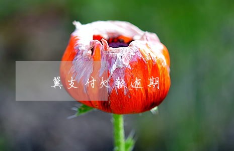 翼支付欠款逾期 翼支付欠款逾期
