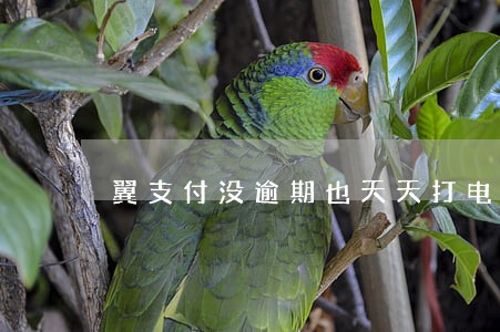 翼支付没逾期也天天打电话 翼支付没逾期也天天打电话
