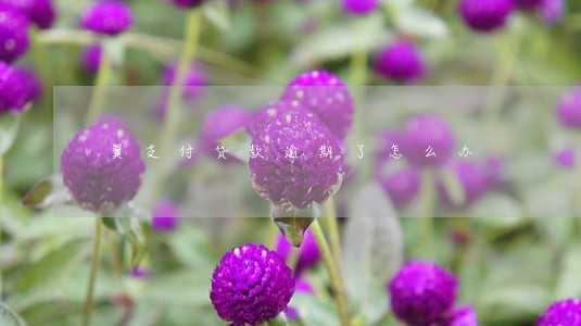翼支付贷款逾期了怎么办 翼支付贷款逾期了怎么办