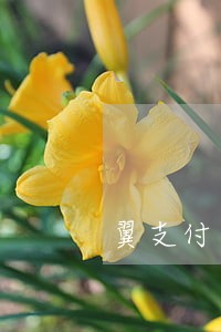 翼支付逾期一天影响征信 翼支付逾期一天影响征信