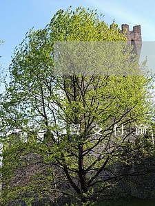 翼支付逾期一年怎么办 翼支付逾期一年怎么办