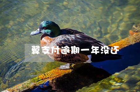 翼支付逾期一年没还 翼支付逾期一年没还