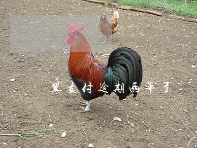 翼支付逾期两年了 翼支付逾期两年了