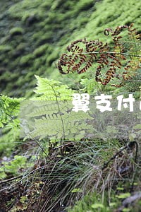 翼支付逾期了罚息高怎么解决 翼支付逾期了罚息高怎么解决