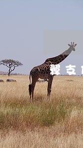 翼支付逾期五个月 翼支付逾期五个月