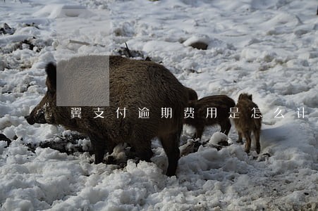 翼支付逾期费用是怎么计算的 翼支付逾期费用是怎么计算的