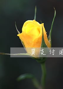 翼支付逾期费高吗 翼支付逾期费高吗