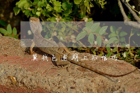 翼钱包逾期上征信吗