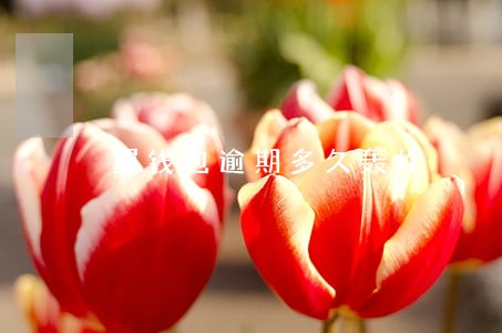 翼钱包逾期多久轰炸 翼钱包逾期多久轰炸