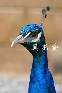 翼龙贷 翼龙贷