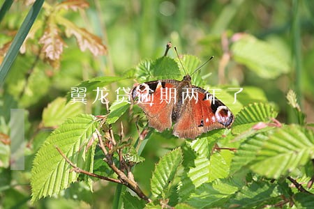 翼龙贷逾期两年了 翼龙贷逾期两年了