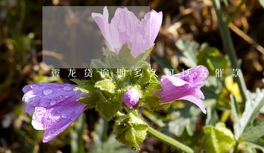 翼龙贷逾期多久可以去催款 翼龙贷逾期多久可以去催款