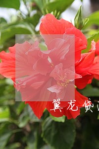 翼龙贷逾期费合法吗 翼龙贷逾期费合法吗