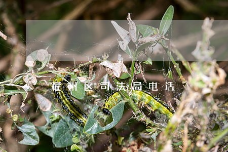 耀州区司法局电话 耀州区司法局电话