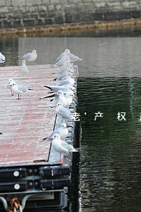 老产权房屋旧地改建属违法吗