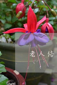 老人信用卡严重逾期