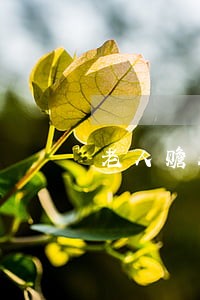 老人赡养律师辩护