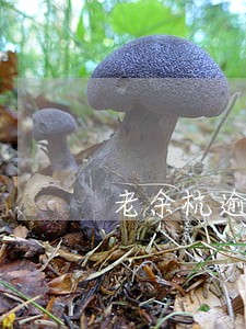 老余杭逾期申报处罚标准 老余杭逾期申报处罚标准