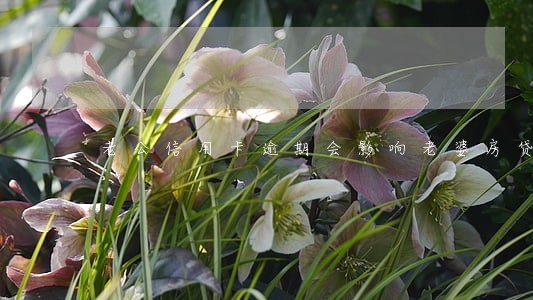 老公信用卡逾期会影响老婆房贷吗 老公信用卡逾期会影响老婆房贷吗
