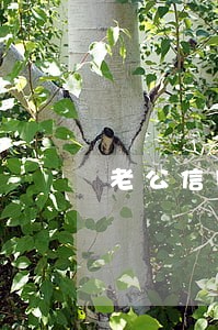 老公信用卡逾期政审