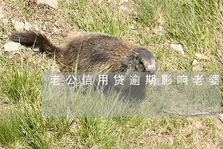 老公信用贷逾期影响老婆吗 老公信用贷逾期影响老婆吗