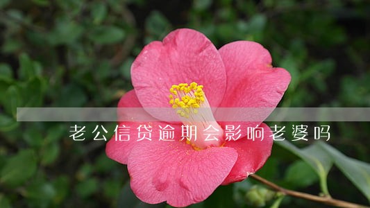 老公信贷逾期会影响老婆吗 老公信贷逾期会影响老婆吗