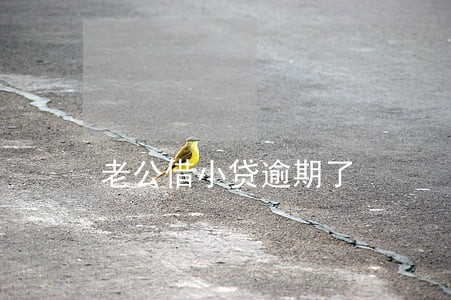 老公借小贷逾期了 老公借小贷逾期了