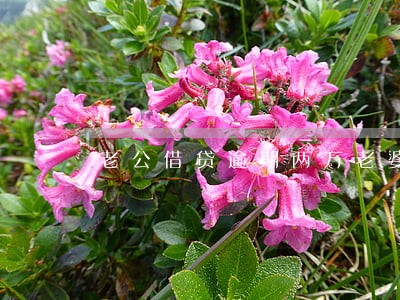 老公借贷逾期两万老婆要帮还吗 老公借贷逾期两万老婆要帮还吗