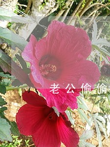 老公偷偷刷我的信用卡逾期 老公偷偷刷我的信用卡逾期