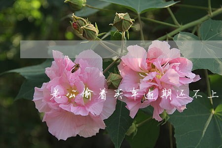老公偷着买车逾期还不上 老公偷着买车逾期还不上
